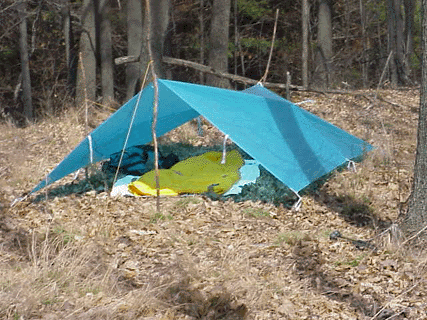 Tarp