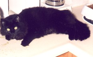 Onyx and catnip!