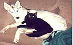 Niko and Onyx