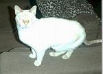 Sammy