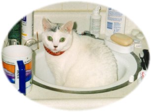 Kiya in the sink!