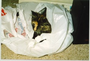 Tsuanami in a bag