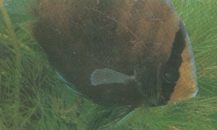 acaradisc1.jpg (55496 bytes)