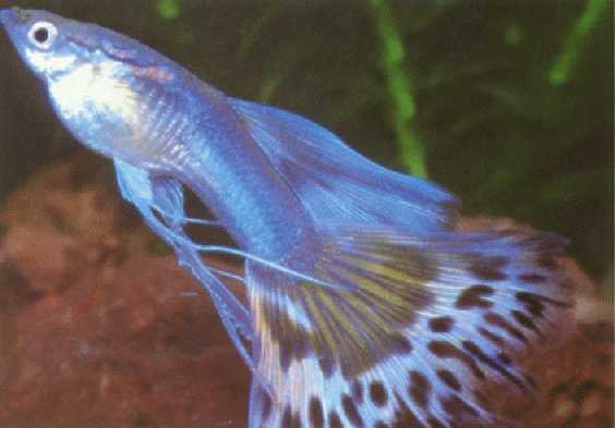 Guppy