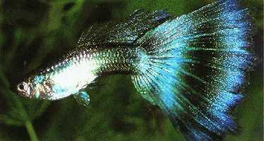 Guppy