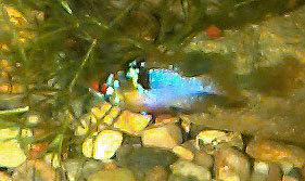 ramirei2.jpg (23162 bytes)