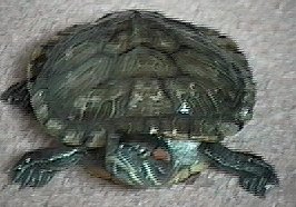 tartaruga.jpg (18127 bytes)