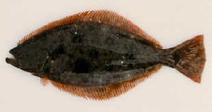 Picture of a fish