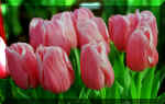 pinktulips_kristin_marie_roberts.jpg (69338 bytes)