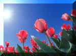 redtulips.jpg (9046 bytes)