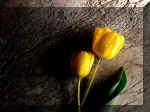 tulipa_amarela2.JPG (77820 bytes)