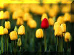 tulips5.jpg (107697 bytes)