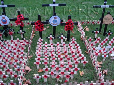 Poppy Day.jpg