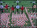 Poppy Day.jpg
