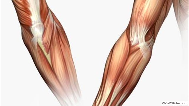 musculo1