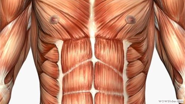 musculo3