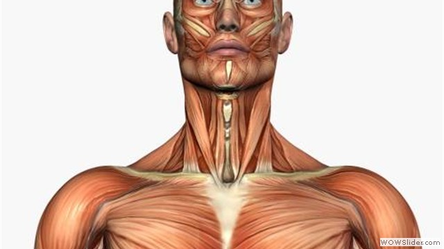 musculo6