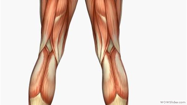 musculo8