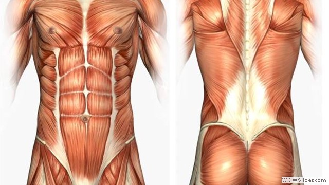 musculo9