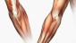 musculo1