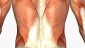 musculo2