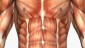 musculo3