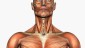 musculo6