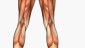musculo8