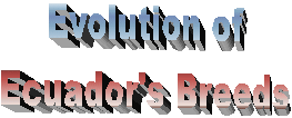 Evolution of
Ecuador's Breeds