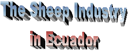 The Sheep Industry
in Ecuador