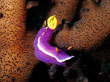 A004