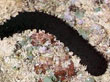 A005