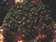 C002