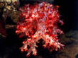 C005