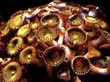 C008