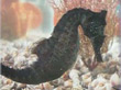 H001