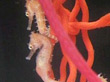 H002