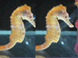H003