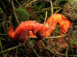 H004