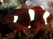 F005