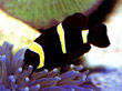 F006