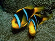 F007