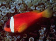 F008