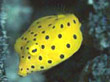 F010