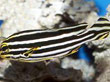 F013