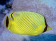 F034