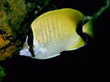 F036