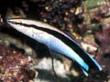 F063