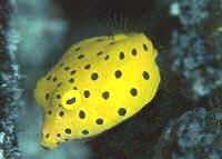 F010