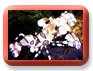 shrimp
